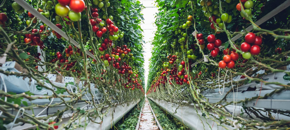 Vertical Farming und Neomanufacturing: Wie Städte knappen Raum effizienter nutzen